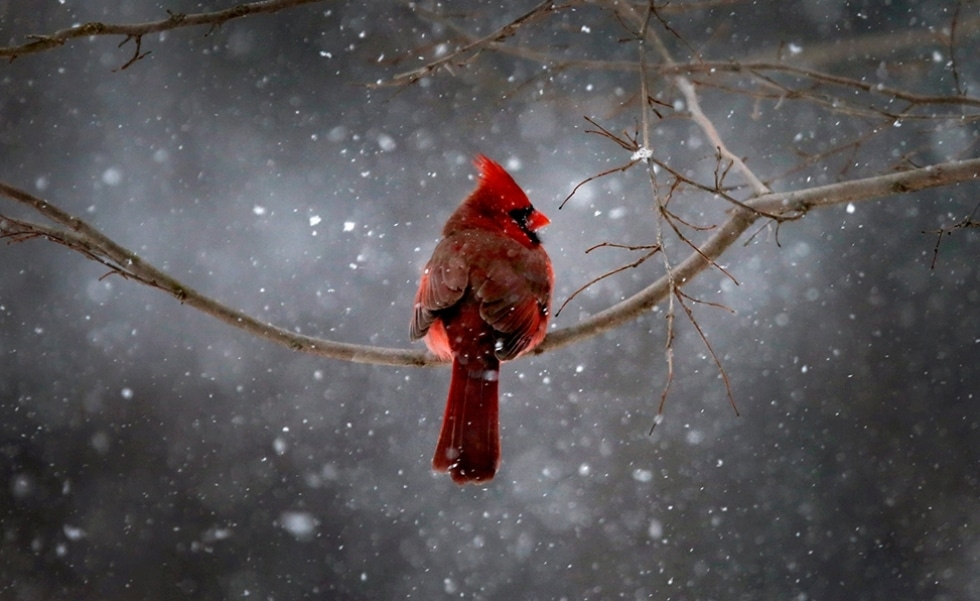 fotos de animais - Pássaro Cardeal