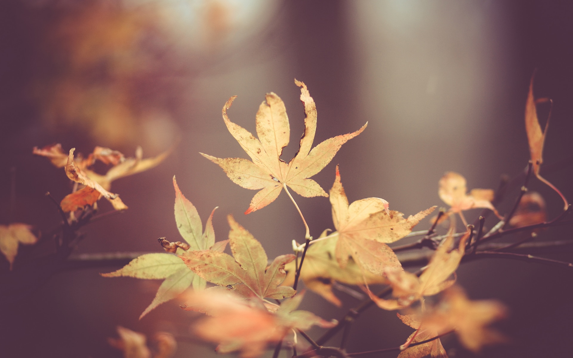 fotografar o outono