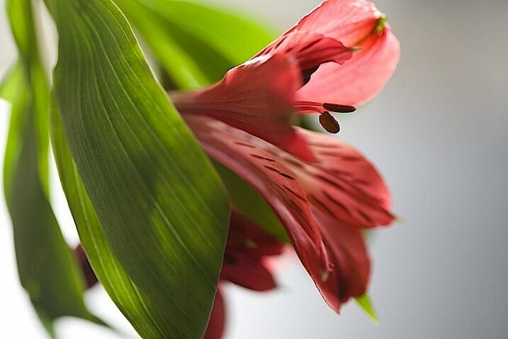 fotografias de flor