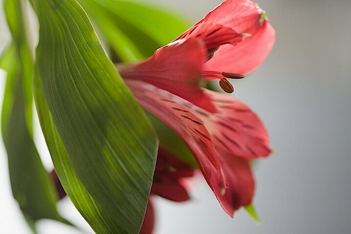 fotografias de flor