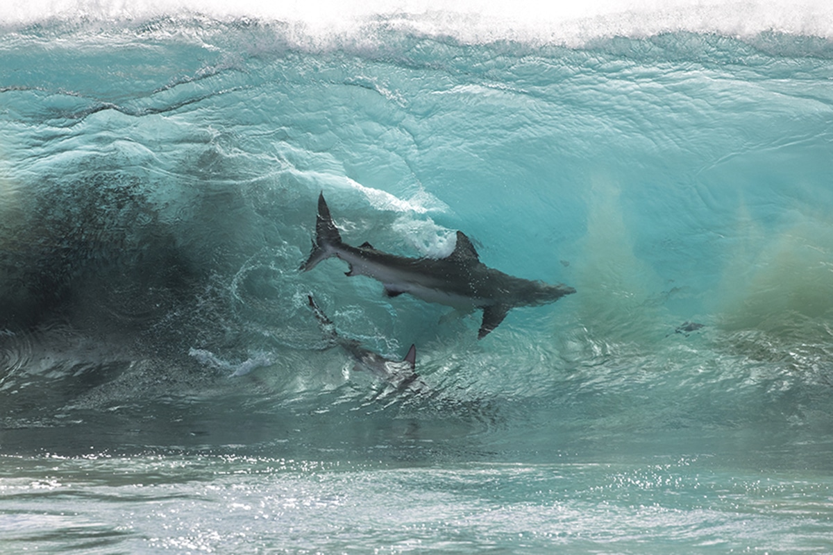 fotografo-registra-grupo-de-tubaroes-cercando-criancas-na-australia-eMania-17-07