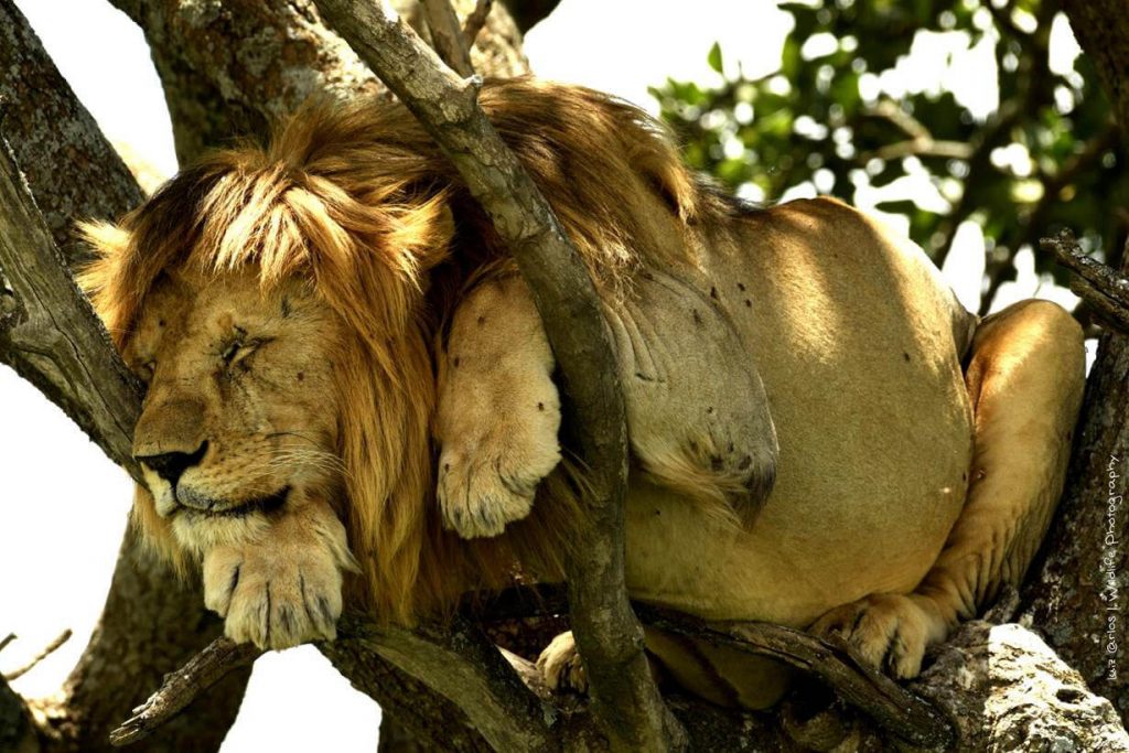Fotos de vida selvagem podem salvar ONG sul-africana