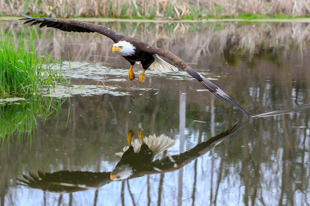 veja-a-fotografia-espetacular-de-uma-aguia-que-ganhou-o-mundo-Blog-eMania-2