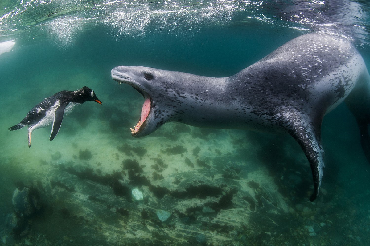 confira-o-clique-que-foi-digno-de-premio-internacional-de-fotografia-blog-emania-capa