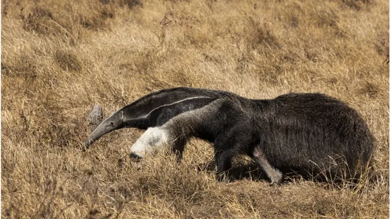 recuperacao-do-pantanal-e-retratada-por-fotografo-brasileiro-blog-emania-interna-2