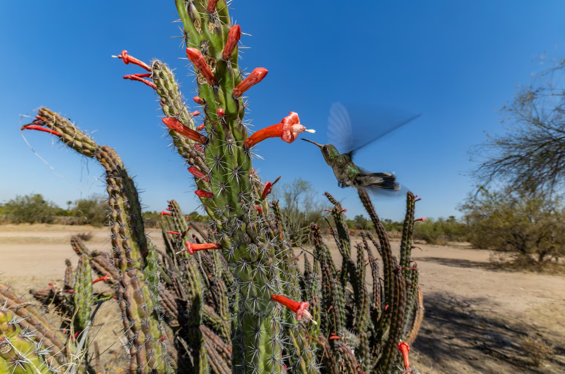 national-geographic-elege-imagens-mais-impactantes-de-2022-blog-emania-christian-ziegler