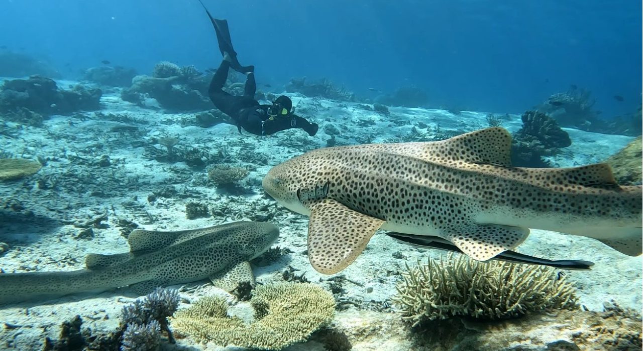 no-oceano-pacifico-biologo-faz-filmagem-rara-de-tubarao-leopardo-blog-emania-interna